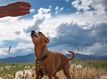 BIXBI Skin & Coat Support Beef Liver Jerky Dog Treats, 12 Oz - USA Made Grain Free Dog Treats - Antioxidant Rich 