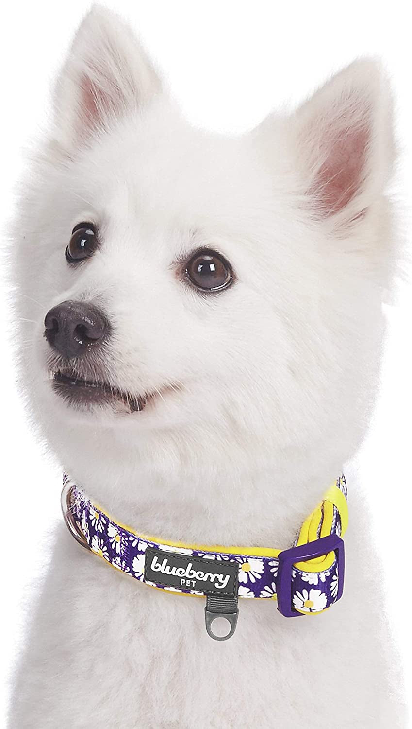 Daisy Prints Padded Adjustable Dog Collar, Small, Neck 12"-16"